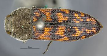 Media type: image;   Entomology 33812 Aspect: habitus dorsal view